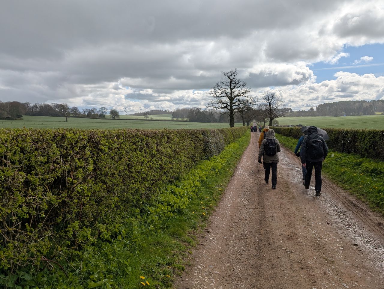 2026-04-05 54 Keele Cherry Blosson.jpg