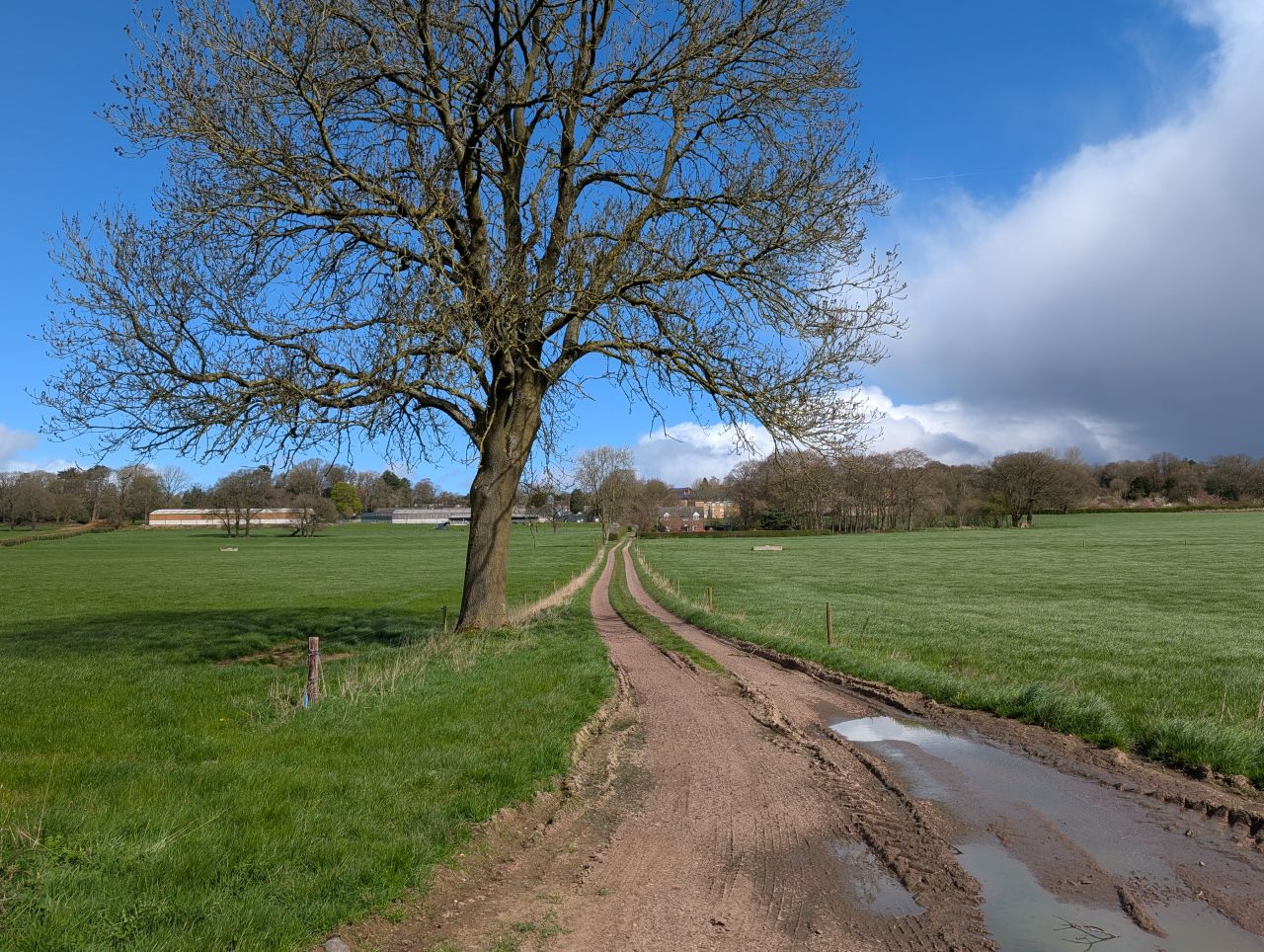 2026-04-05 55 Keele Cherry Blossom.jpg