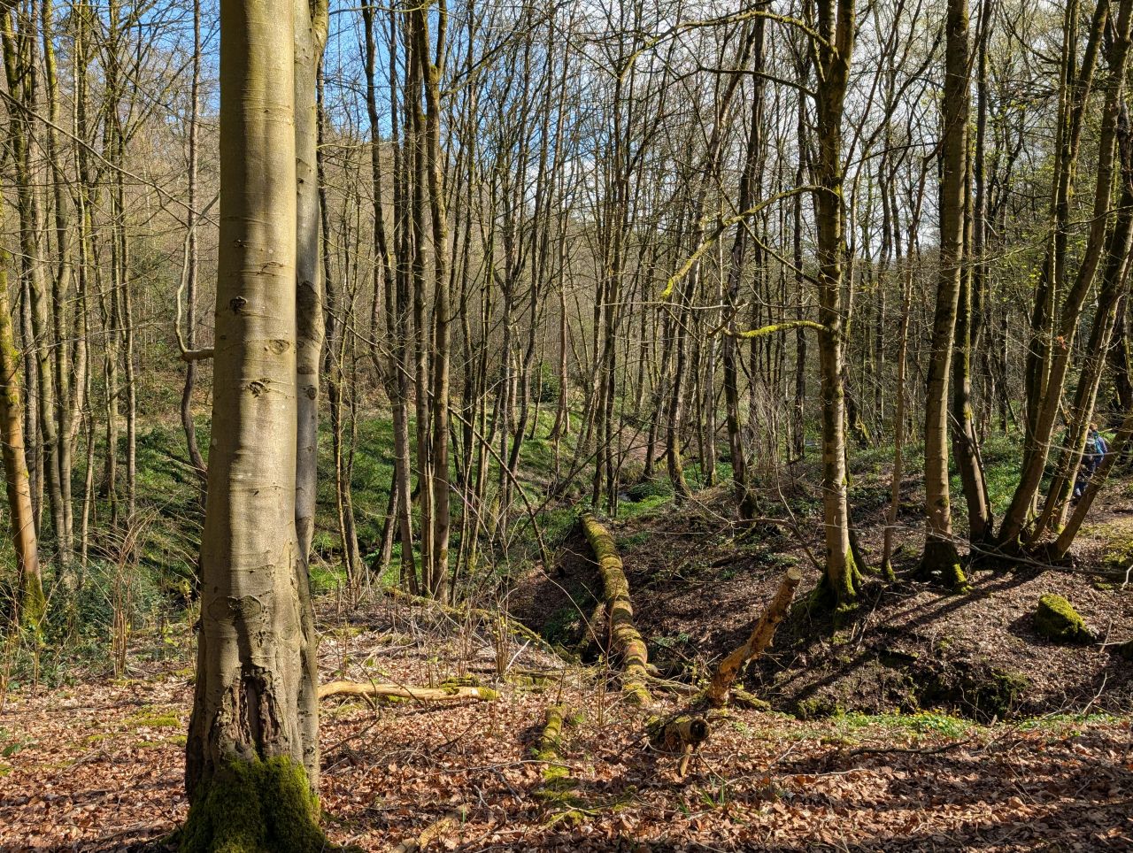 2026-04-05 57 Keele Cherry Blosson.jpg