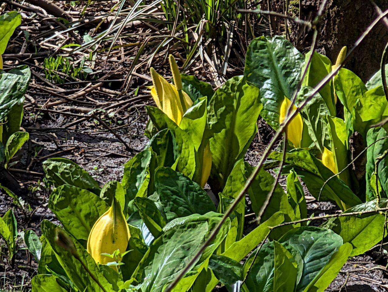 2026-04-05 60 Keele Skunk Cabbage.jpg