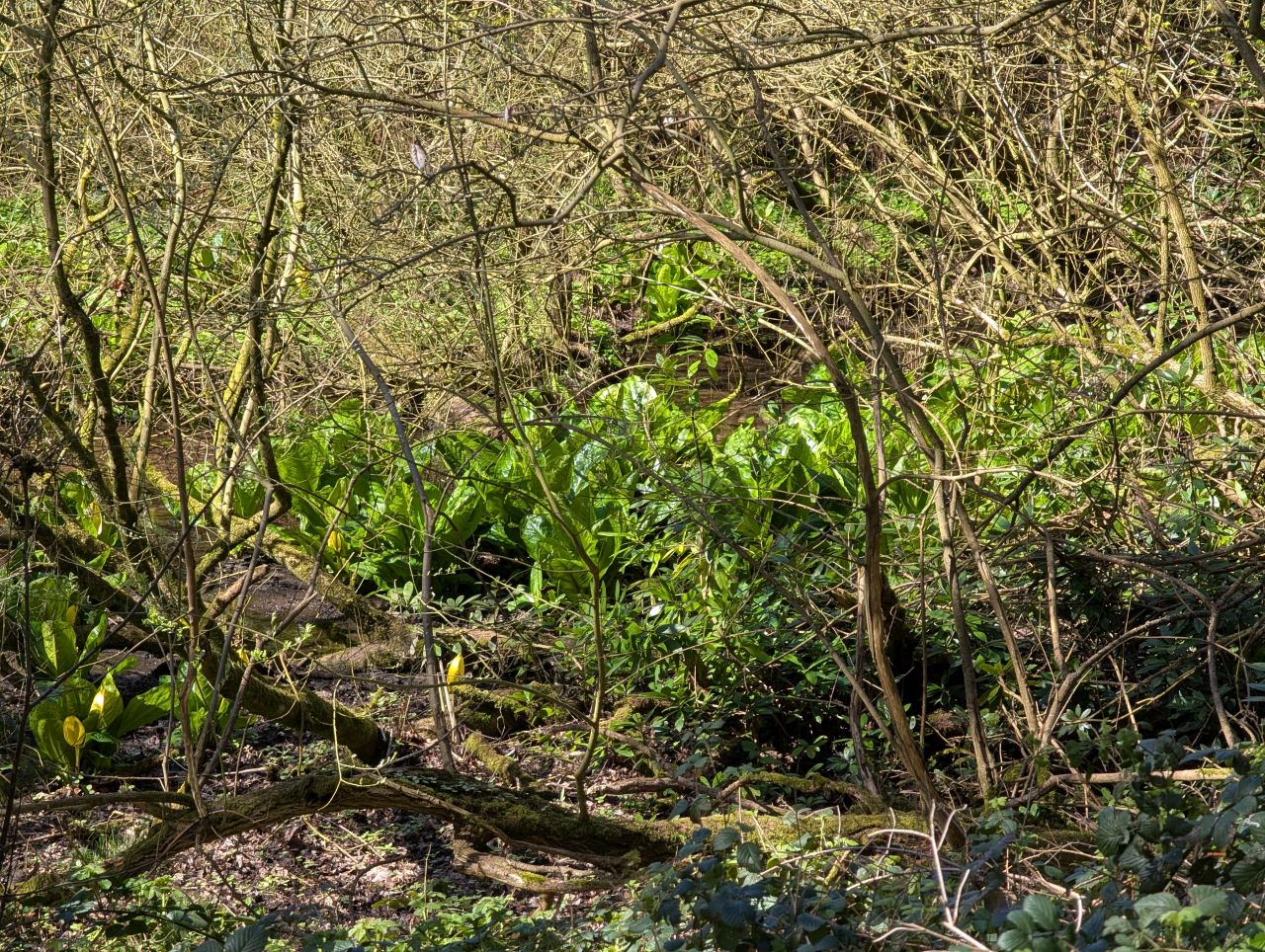 2026-04-05 64 Keele Cherry Blosson.jpg