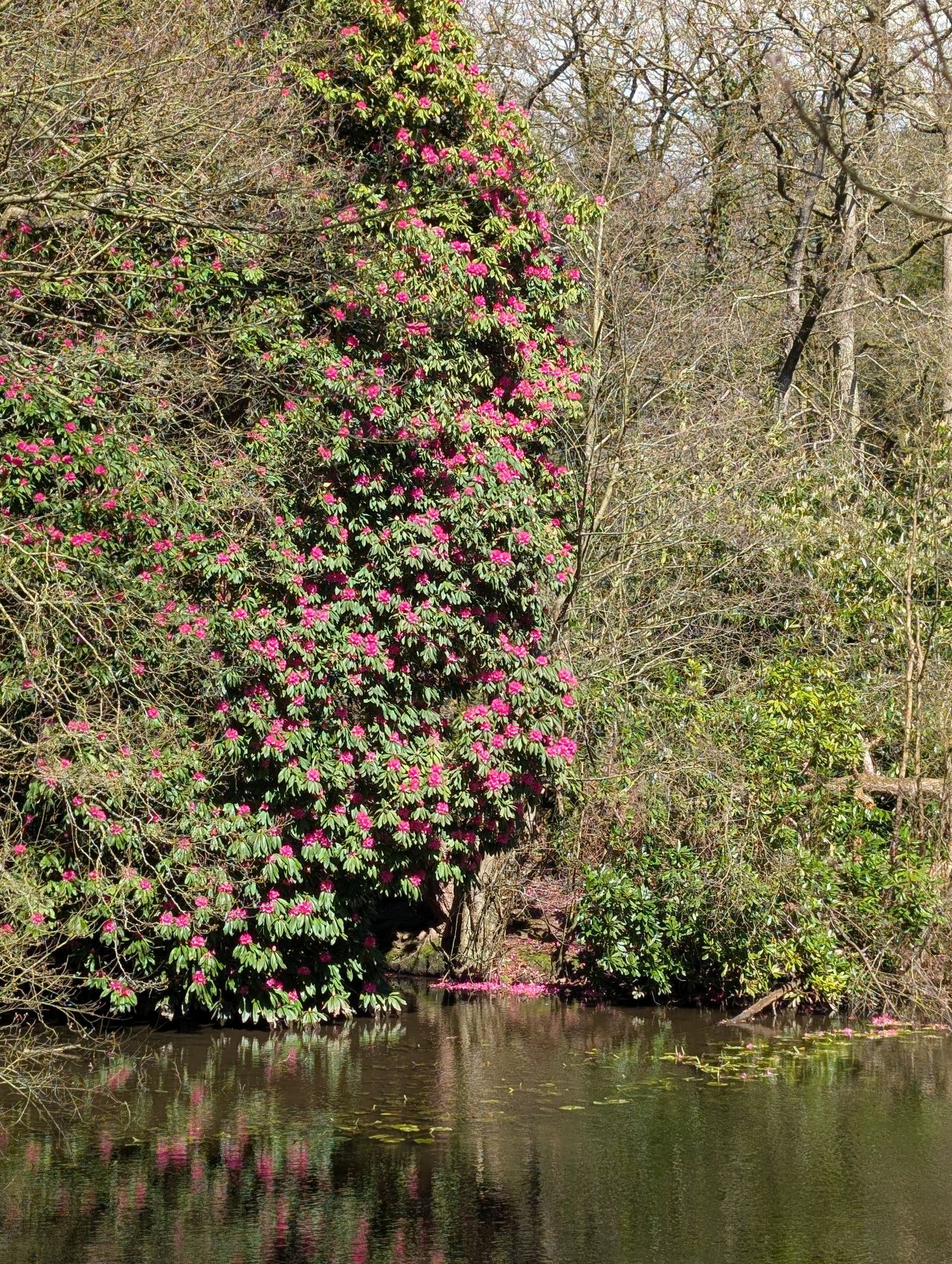 2026-04-05 66 Keele Cherry Blossom.jpg