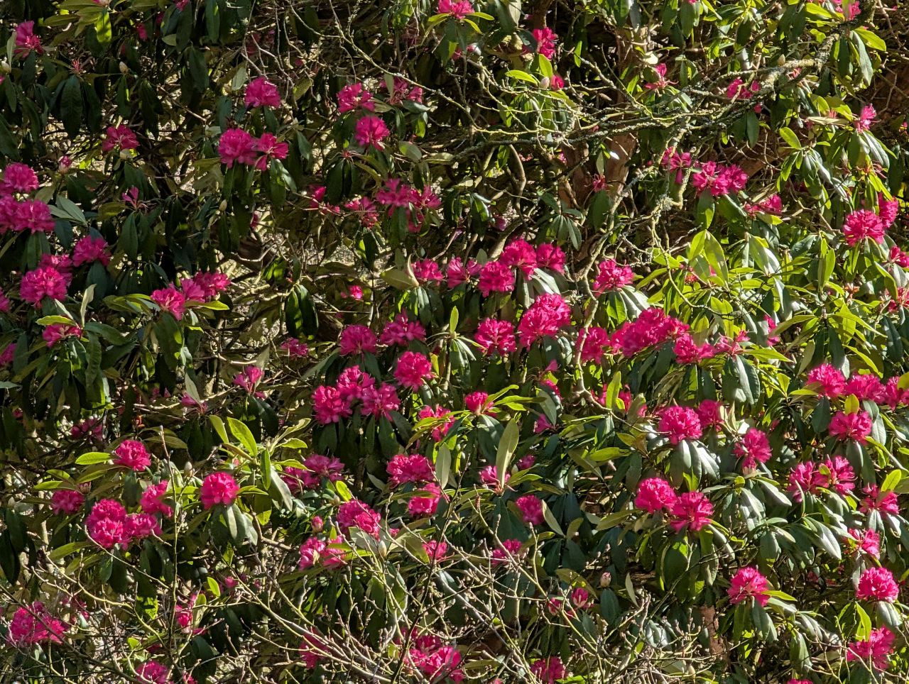 2026-04-05 67 Keele Cherry Blossom.jpg