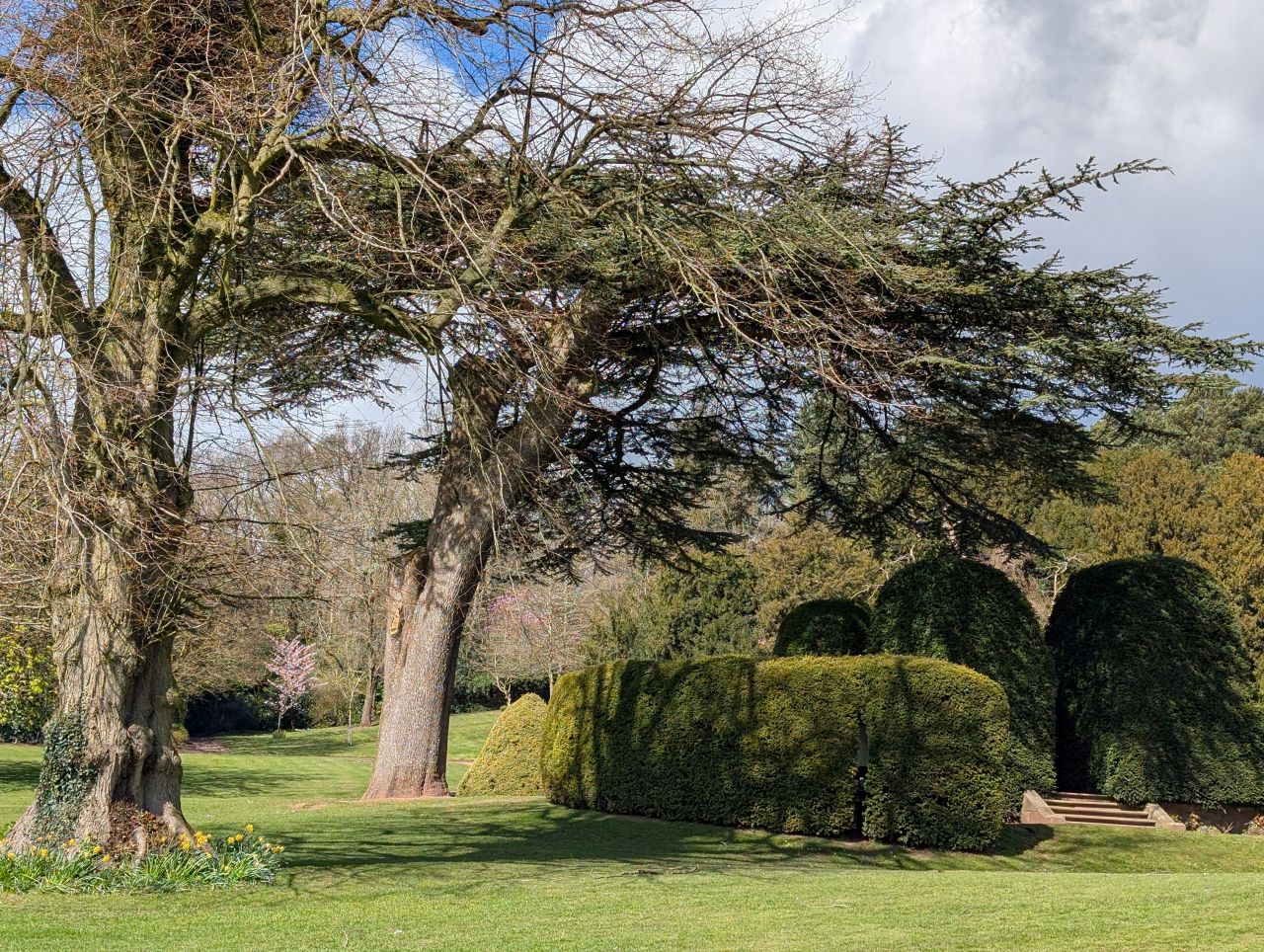 2026-04-05 74 Keele Cherry Blossom.jpg