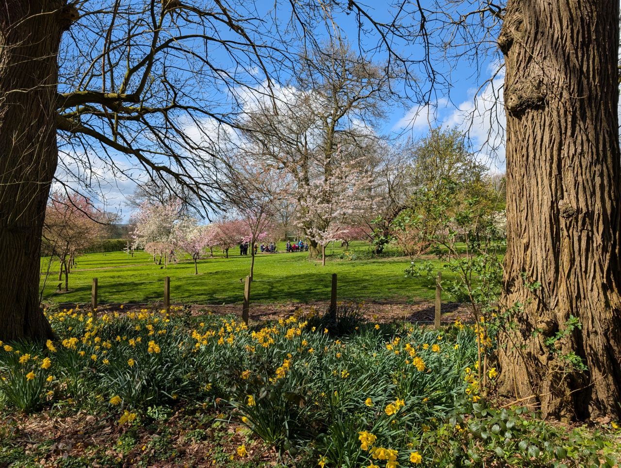 2026-04-05 77 Keele Cherry Blosson.jpg