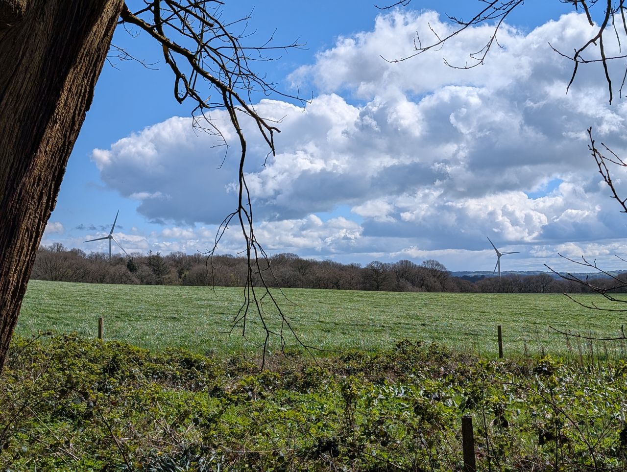 2026-04-05 78 Keele Cherry Blossom.jpg
