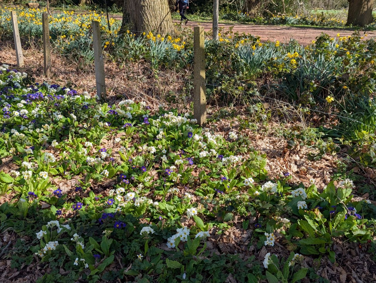 2026-04-05 79 Keele Cherry Blosson.jpg