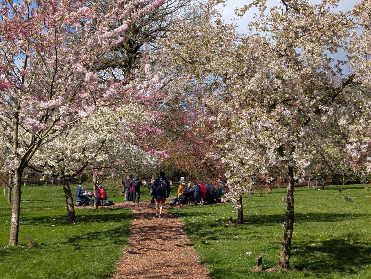 2026-04-05 80 Keele Cherry Blosson.jpg