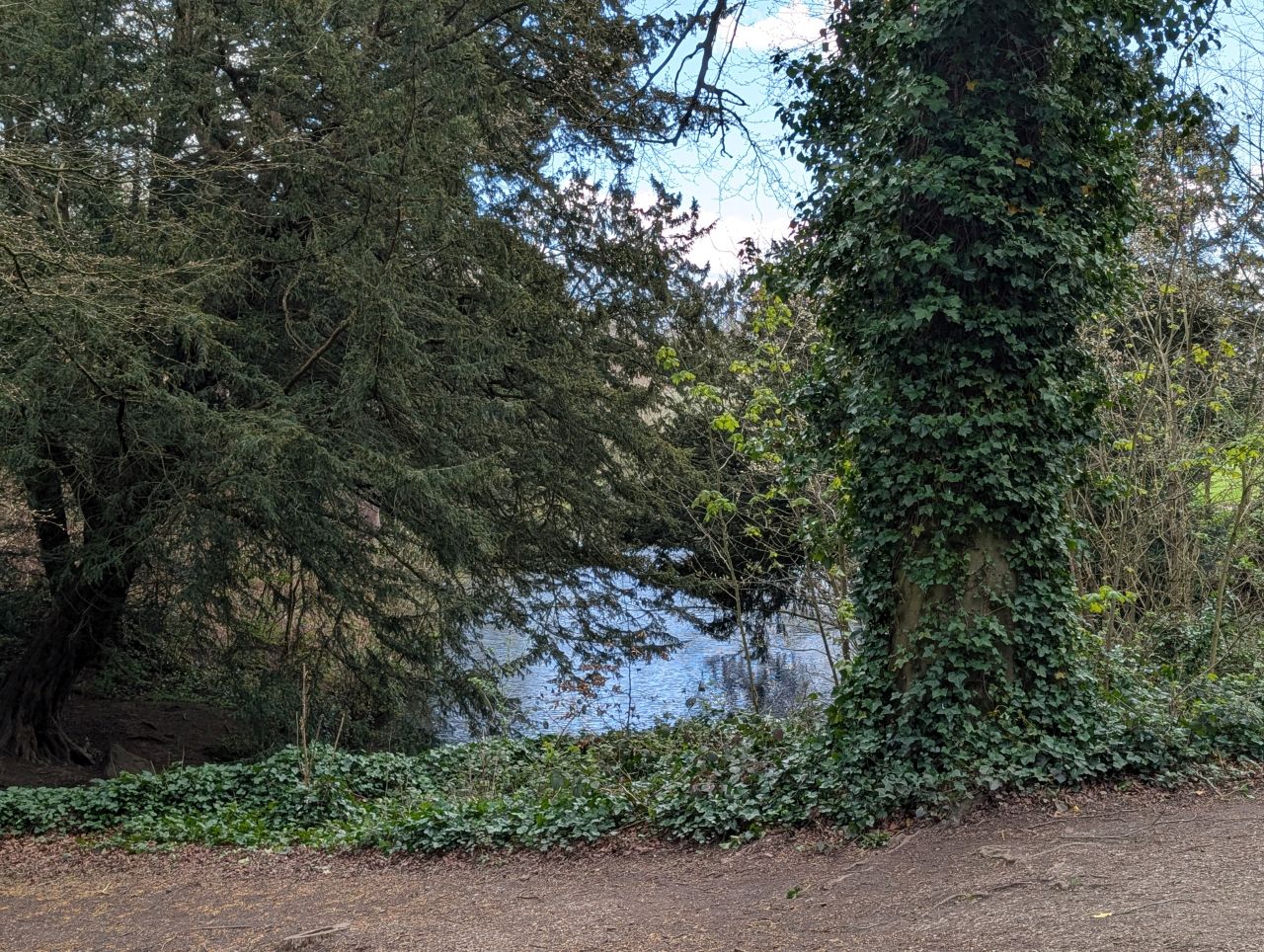 2026-04-05 88 Keele Cherry Blossom.jpg