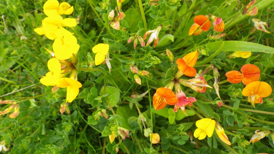 2017-06-03 10 Norwich Group at Acle.jpg