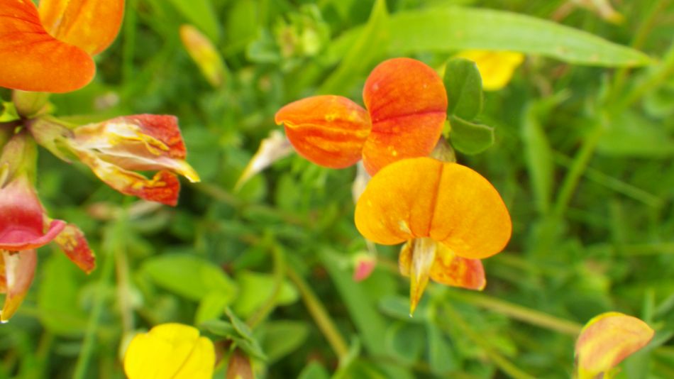2017-06-03 11 Norwich Group at Acle.jpg