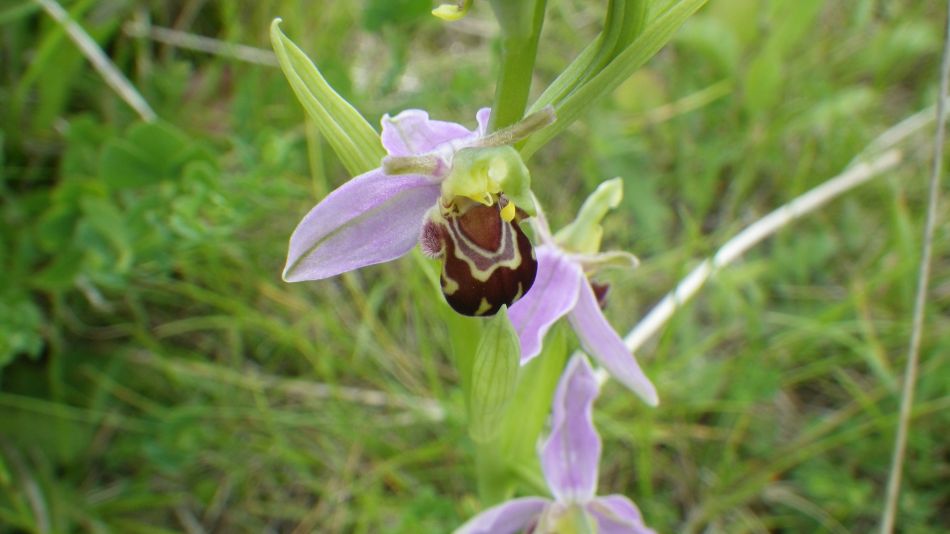 2017-06-03 12 Norwich Group at Acle.jpg