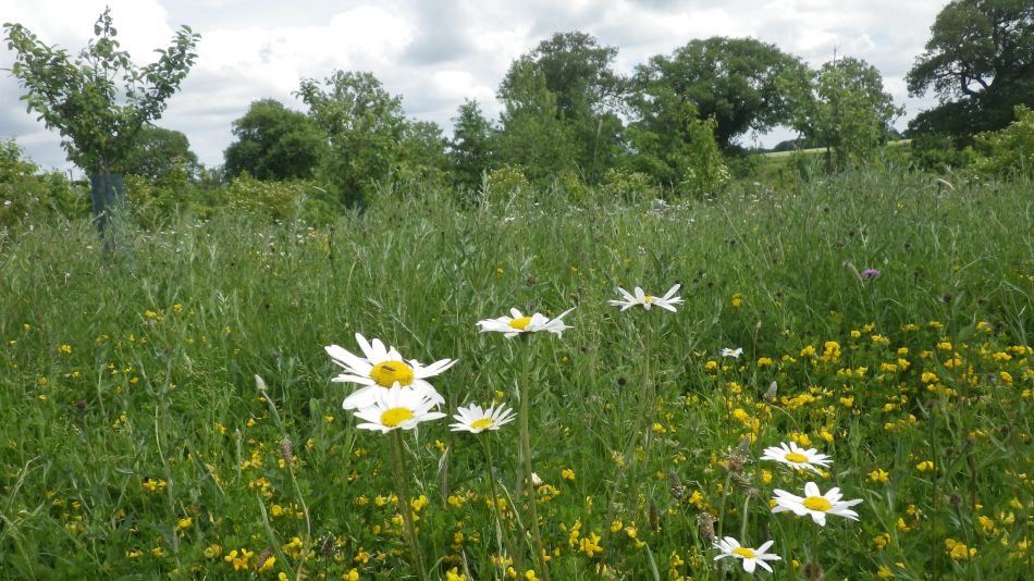 2017-06-03 14 Norwich Group at Acle.jpg