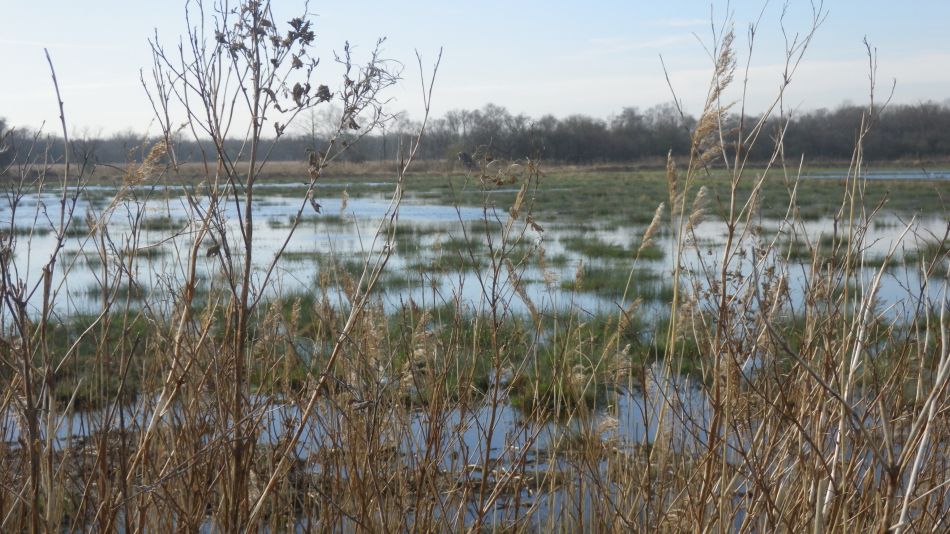 2019-02-17 09 Wetlands.JPG