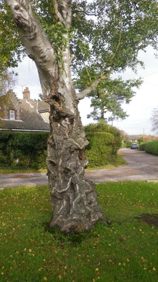 2019-11-03 01 Acle.jpg