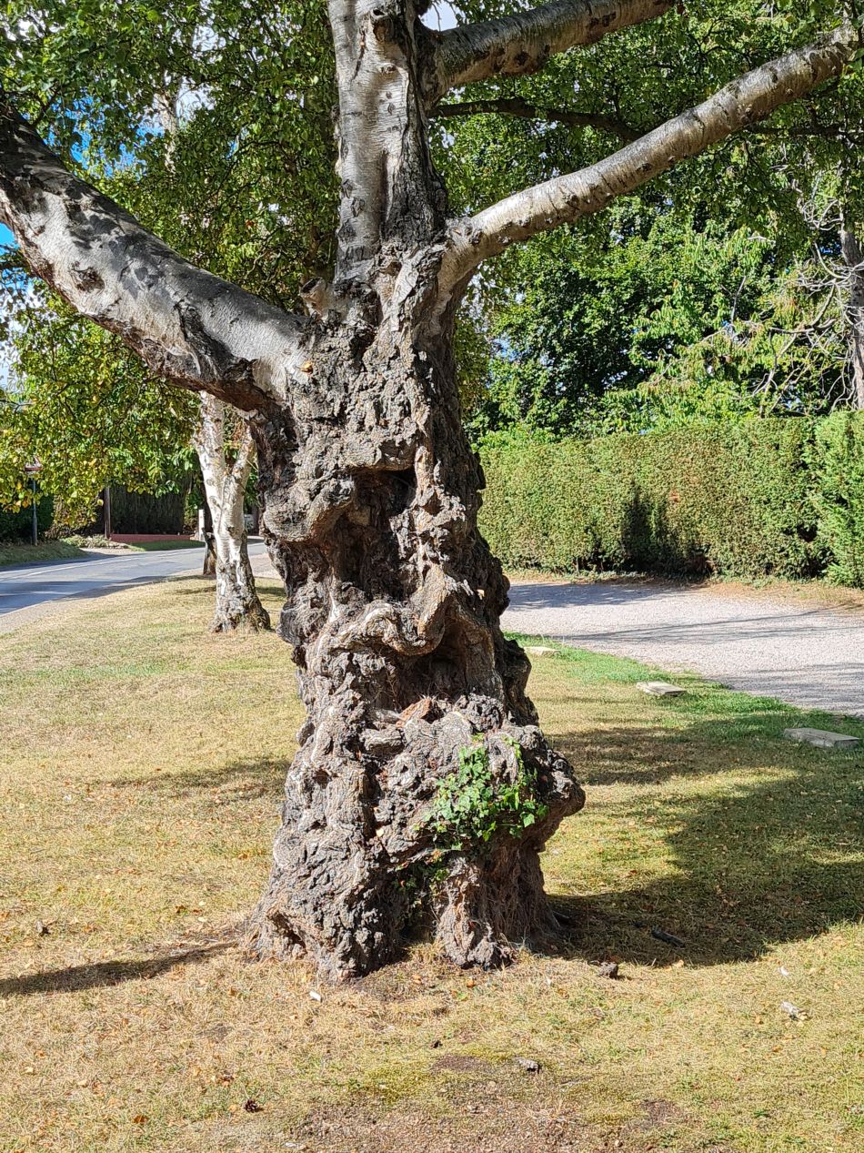 2022-08-28 03 Tunstall and Damgate Marshes.jpg