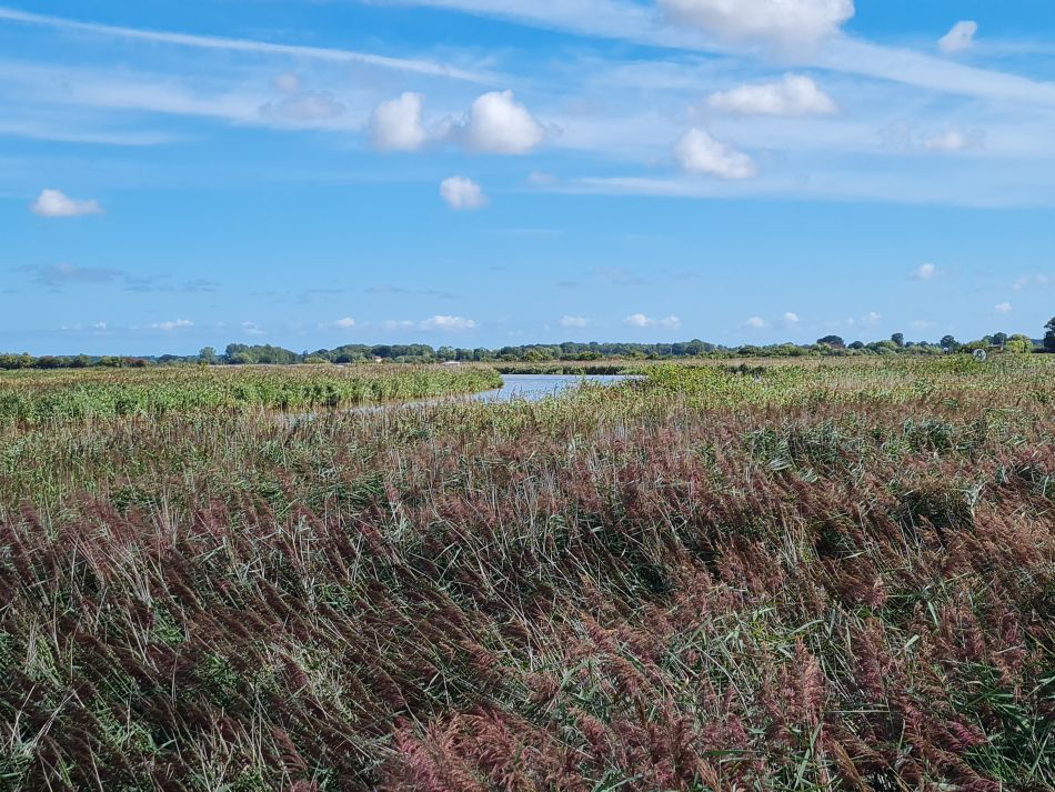 2022-08-28 05 Tunstall and Damgate Marshes.jpg