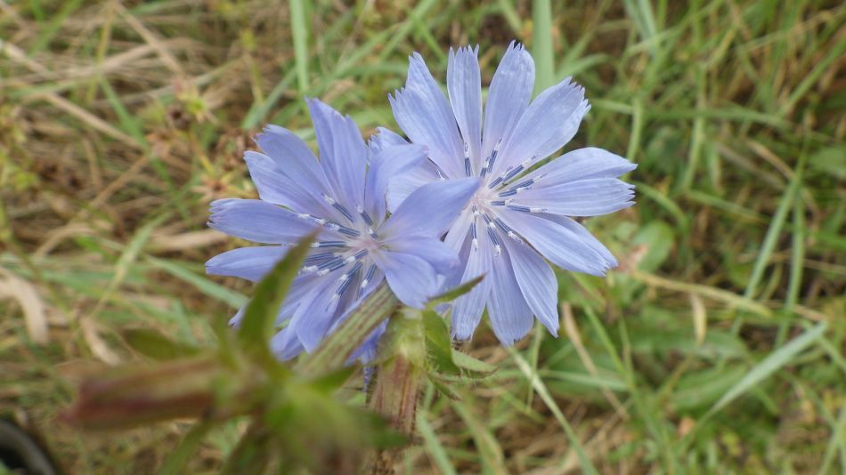 2016-09-21 05 Westhall Area.jpg