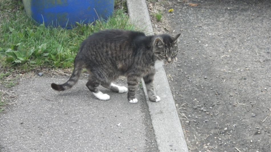 2016-09-21 10 Westhall Area.jpg