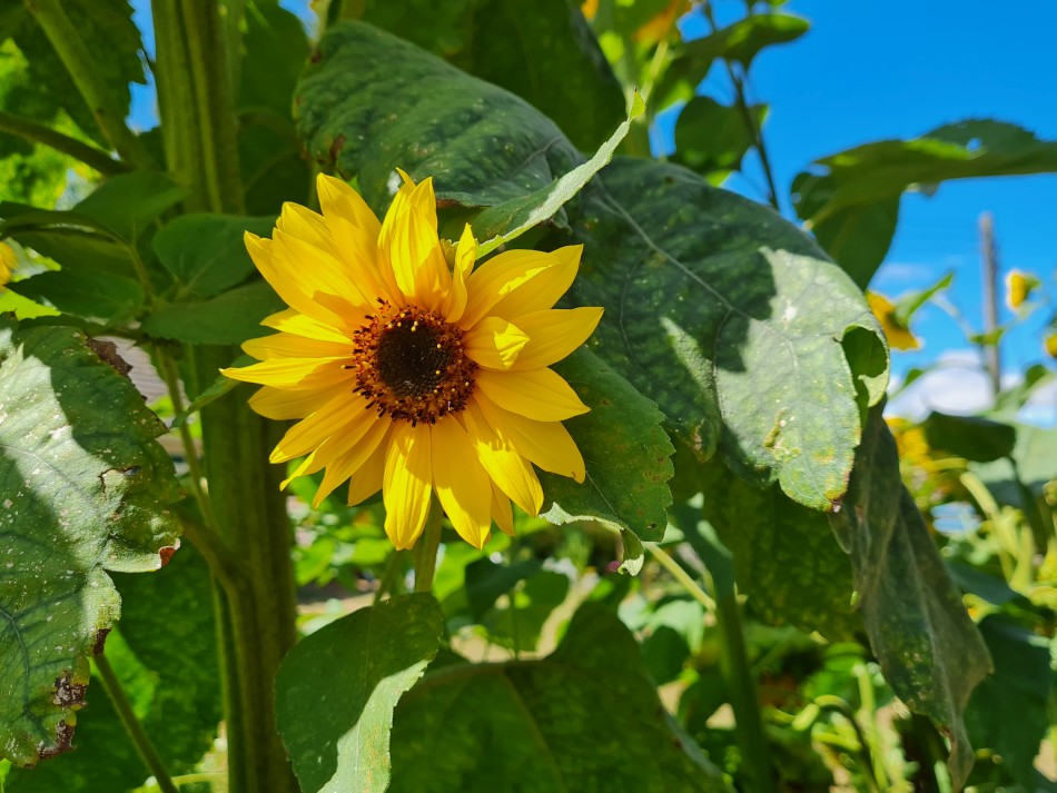 2022-08-03 05 Westhall.jpg