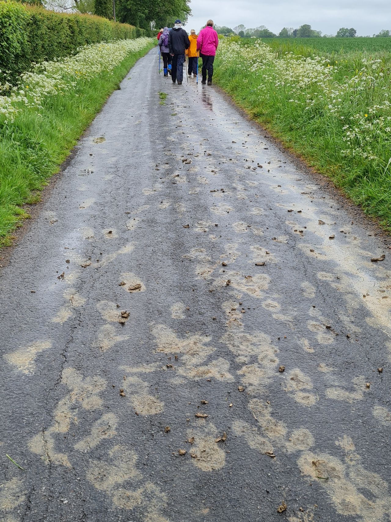 2024-05-15 04 Westhall.jpg