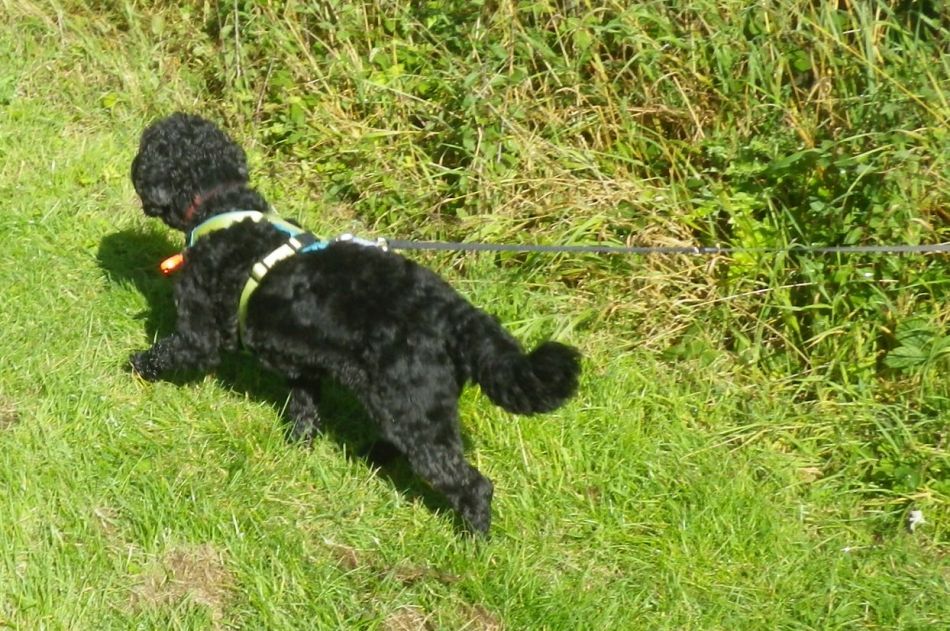 2017-08-31 06 Dog.jpg