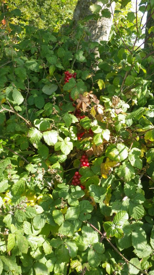 2017-08-31 10 Bryony.jpg