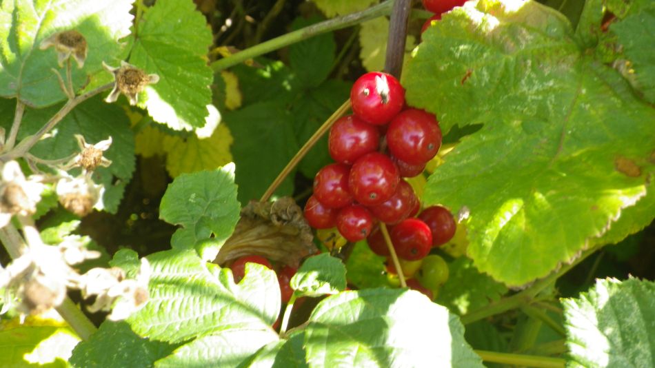 2017-08-31 11 Bryony.jpg