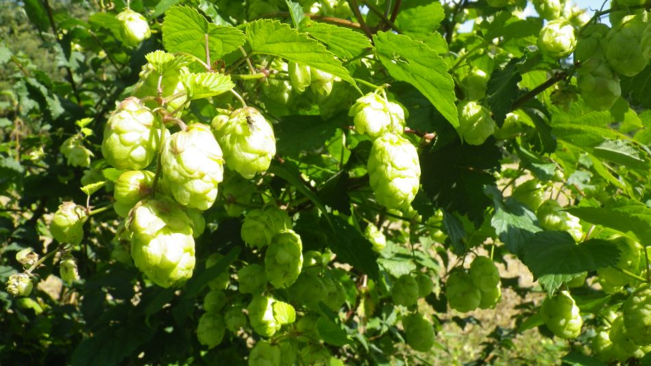 2017-08-31 17 Wild Hops.jpg