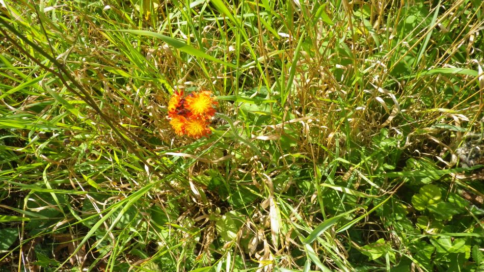 2017-08-31 19 Alde Valley from Sibton White Horse.jpg