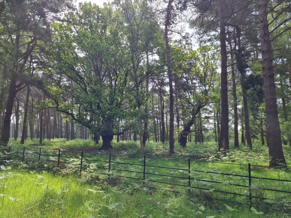 2024-05-12 24 Church Common.jpg