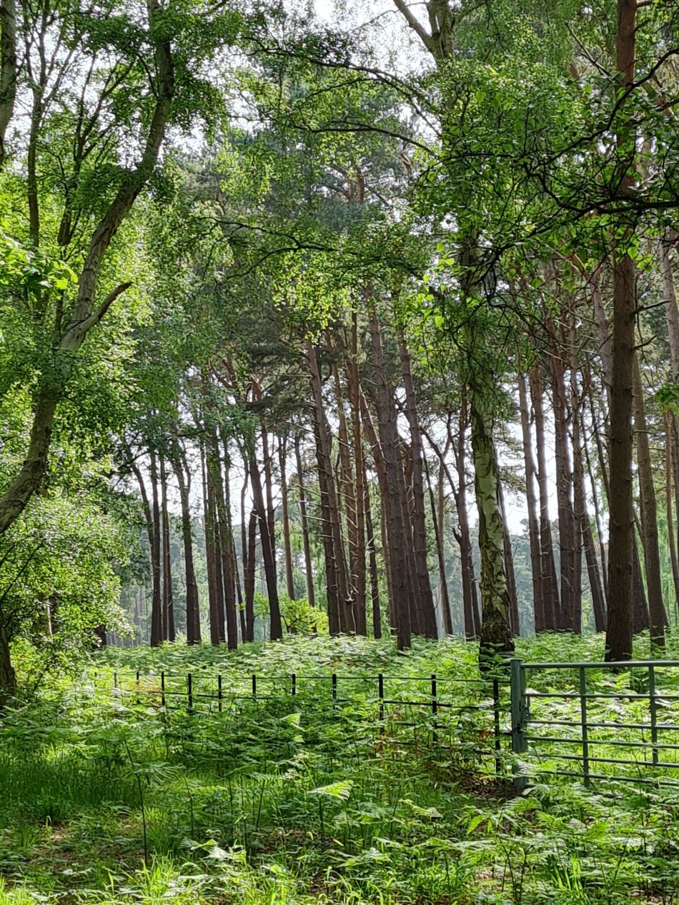 2024-05-12 25 Church Common.jpg