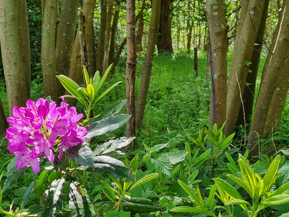 2024-05-12 27 Church Common.jpg