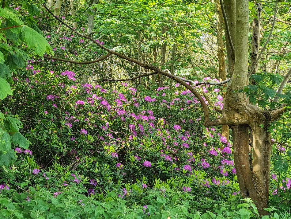 2024-05-12 28 Church Common.jpg