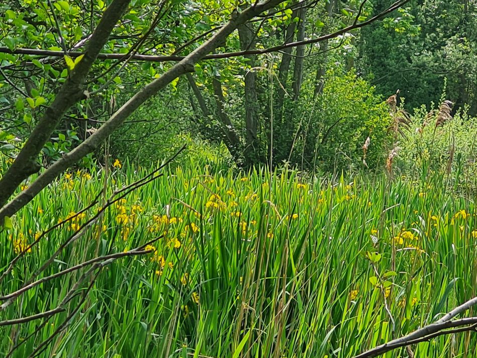 2024-05-12 29 Church Common.jpg