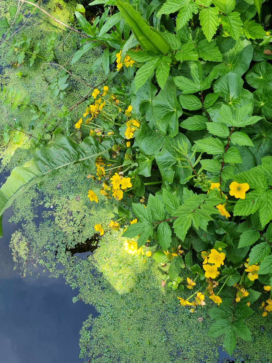 2024-05-12 30 Church Common.jpg