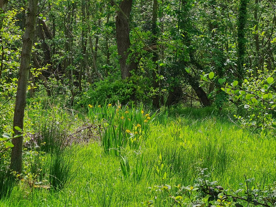 2024-05-12 31 Church Common.jpg