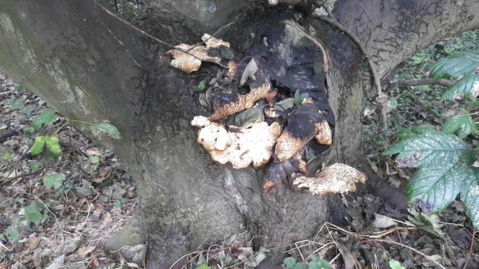 2016-10-09 05 Thorpness Aldburgh.jpg