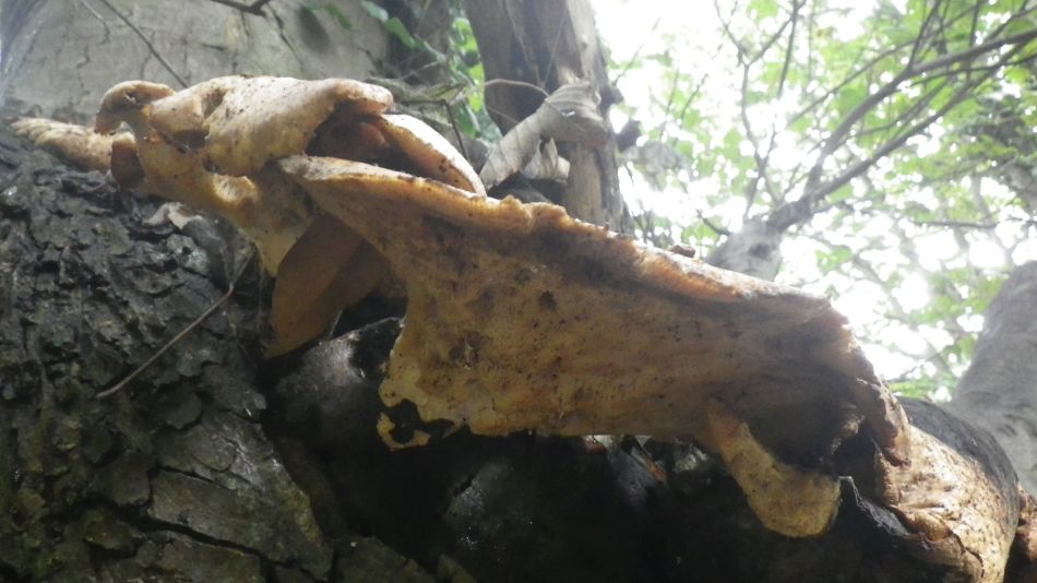 2016-10-09 06 Thorpness Aldburgh.jpg