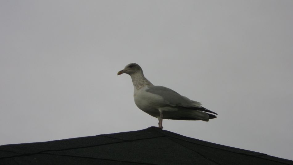 2016-10-09 10 Thorpness Aldburgh.jpg