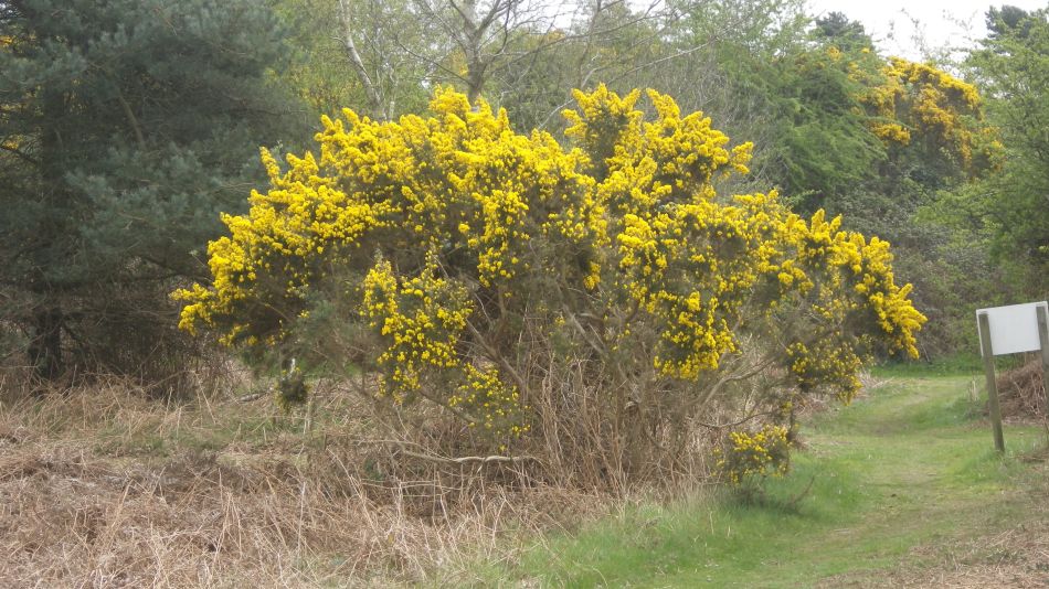 2017-04-12 09 Thorpeness Area.jpg