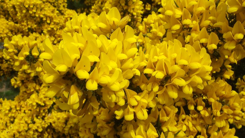 2017-04-12 10 Thorpeness Area.jpg