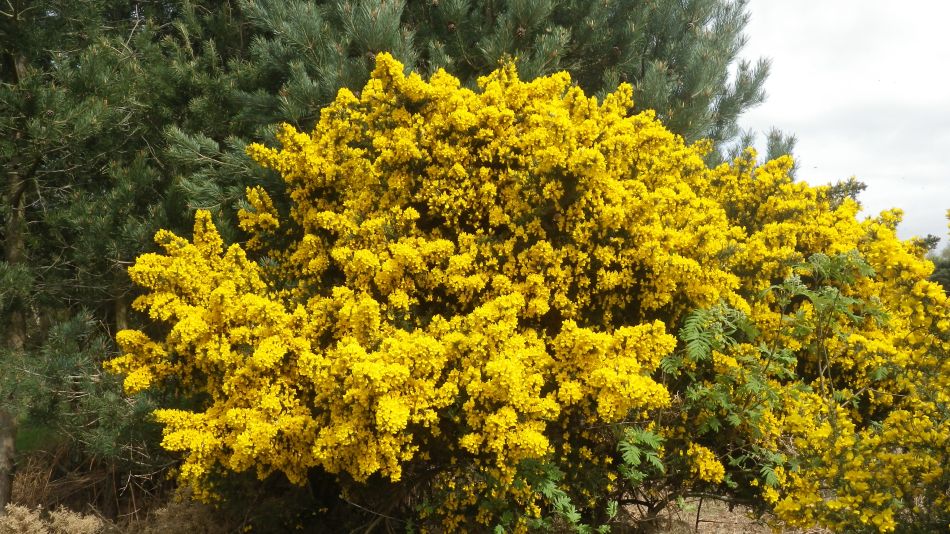 2017-04-12 11 Thorpeness Area.jpg