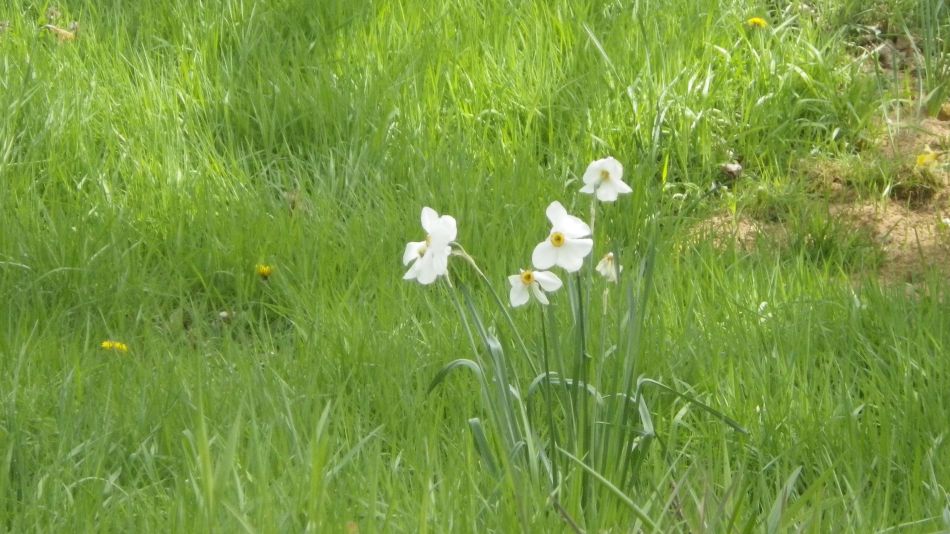 2017-04-12 18 Thorpeness Area.jpg