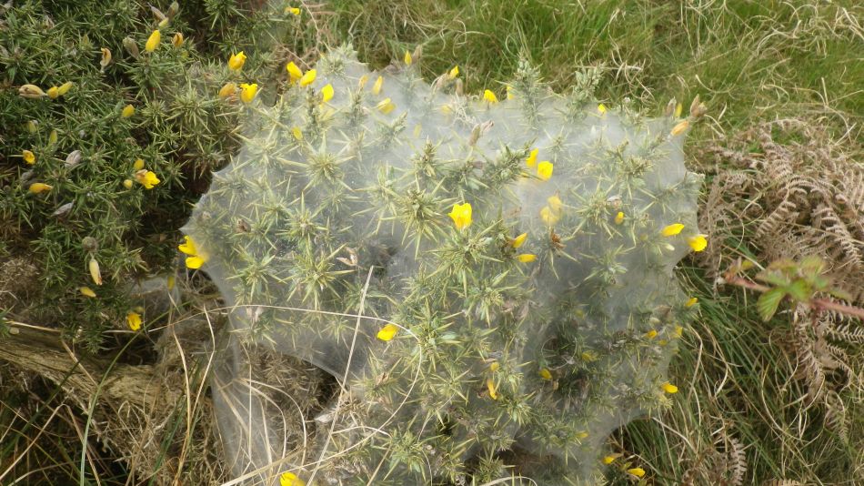 2017-04-12 22 Thorpeness Area.jpg