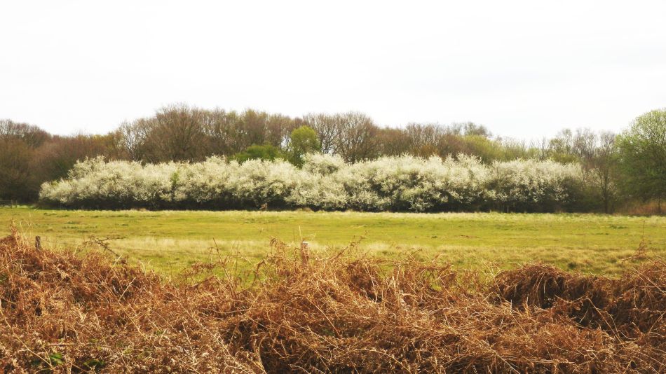 2017-04-12 25 Thorpeness Area.jpg