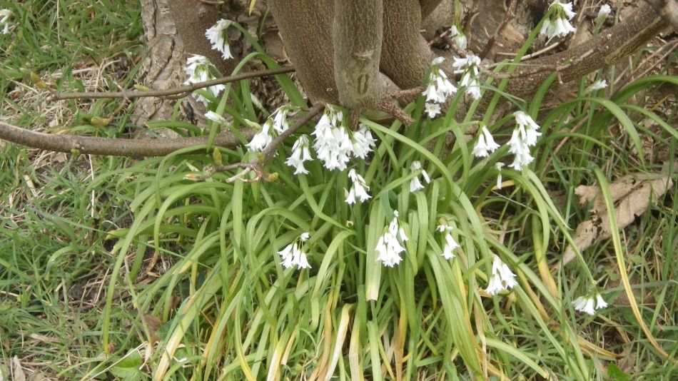 2017-04-12 33 Thorpeness Area.jpg