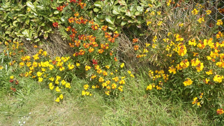 2017-04-12 36 Thorpeness Area.jpg