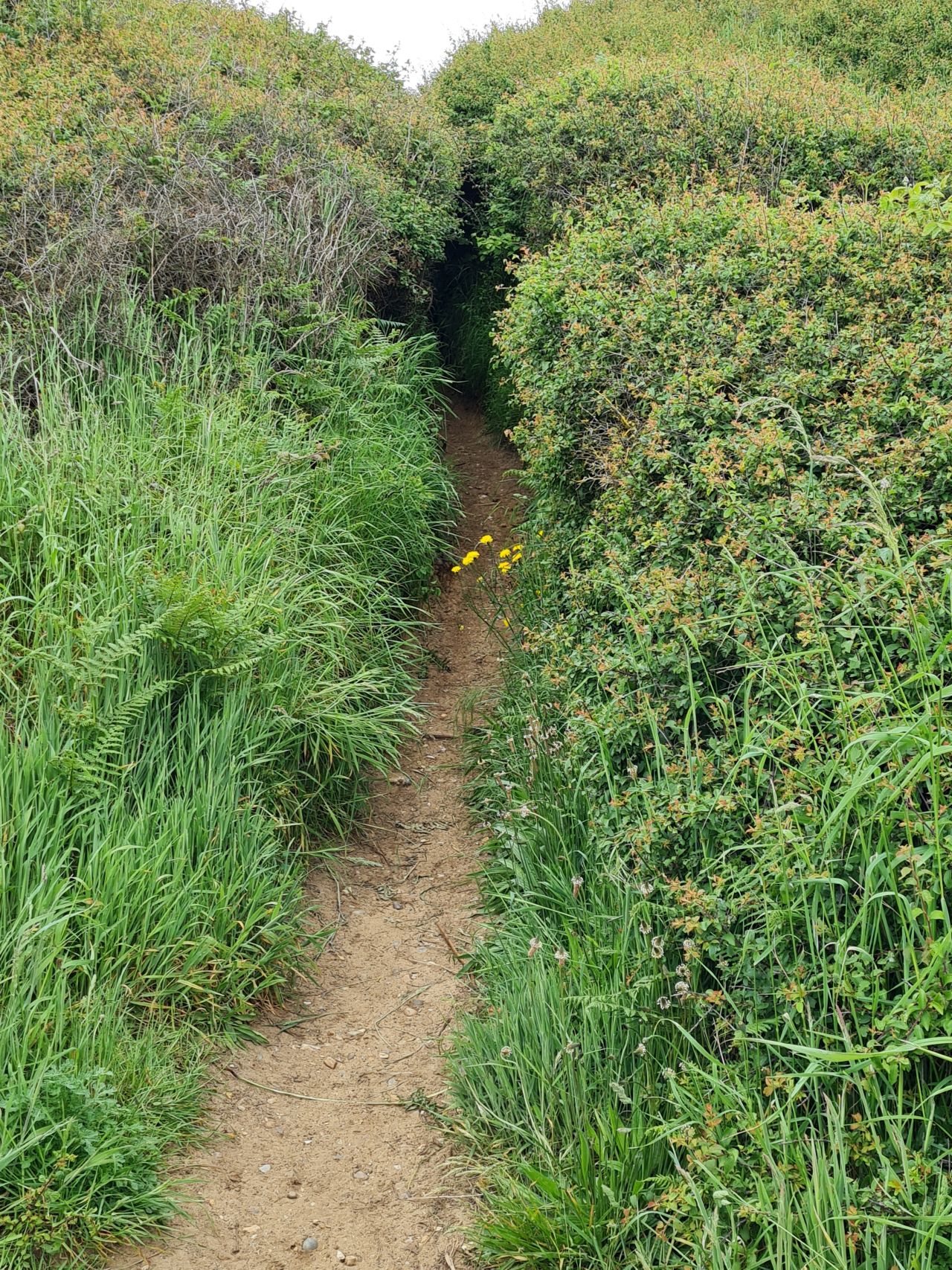 2024-06-02 03 Thorpeness.jpg