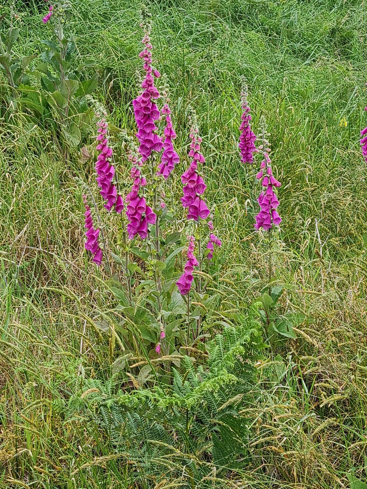 2024-06-02 06 Thorpeness.jpg